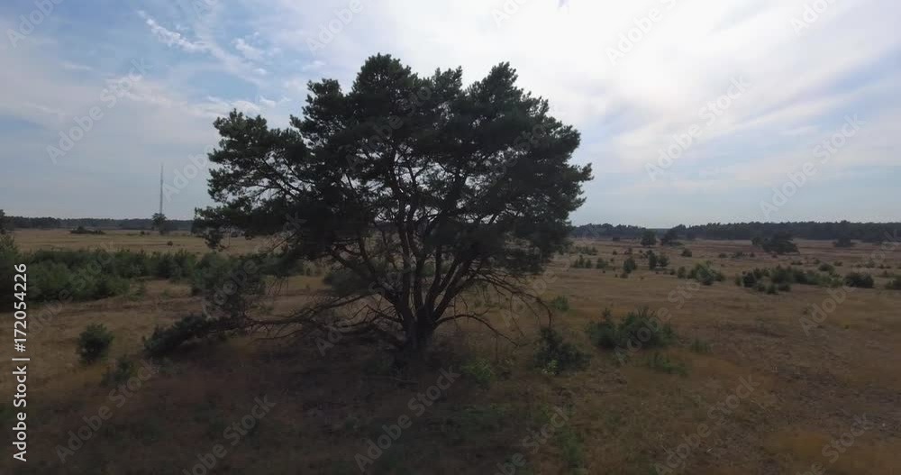 Tree in the field - Rotating drone shot Tree in the field - Rotating drone shot