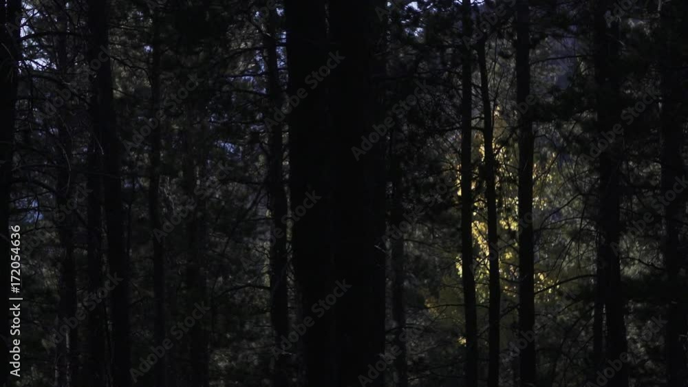 Slow motion camera movement pan in a dark forest. Slow motion camera movement pan in a dark forest.