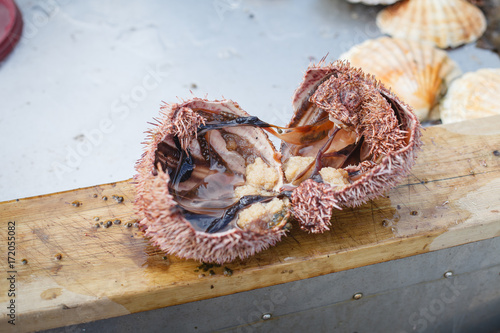 sea urchin cut in half photo