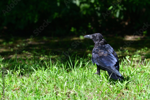 crow