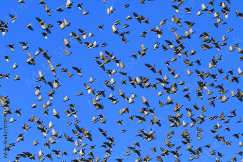 pirouettes starlings in the sky