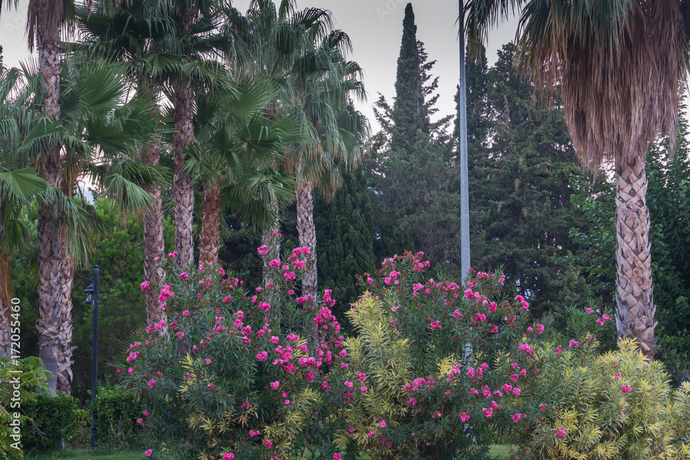 Summer Park with trees, flowers, mountains and palm trees in Antalya, Turkey. Just before sundown.