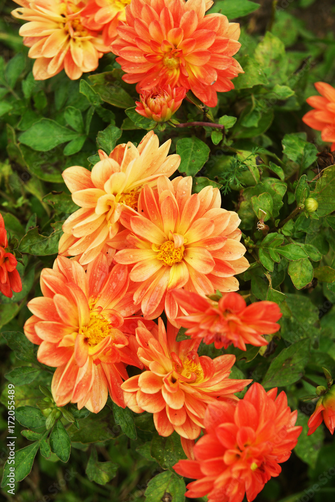 Bright dahlias Bright dahlias