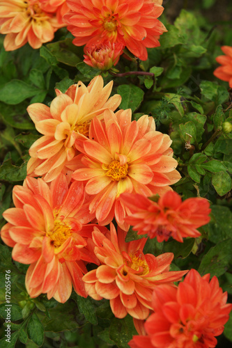 Bright dahlias