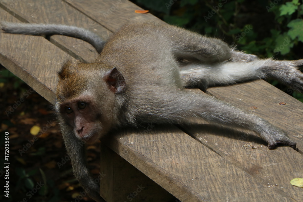 Lazy Monkey, Monkey Forest, Ubud Stock Photo | Adobe Stock