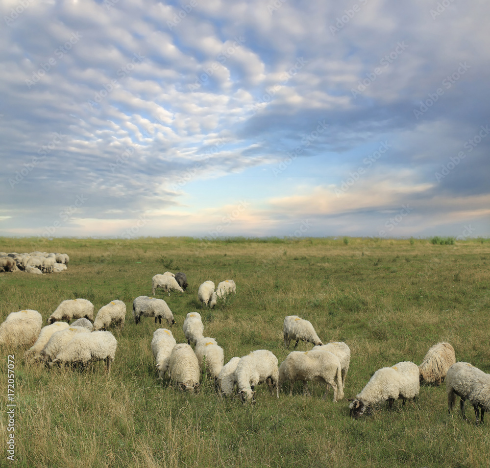Fototapeta premium flock of sheep