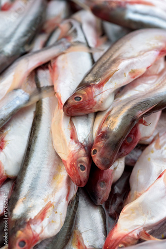 huddle of catfish in fresh-food market