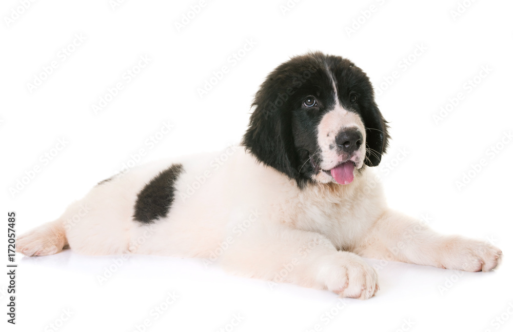 puppy landseer in studio