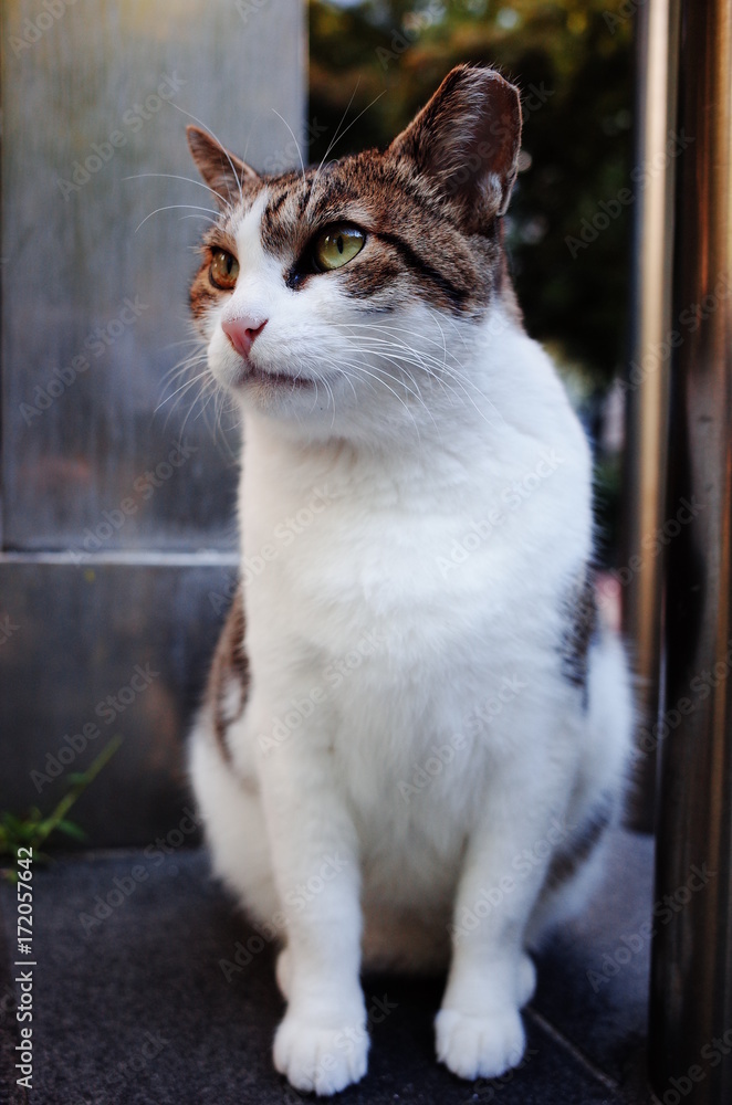 cute lovely street cat cute lovely street cat