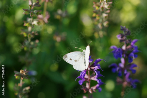 Butterfly on a flowering sage   © Olga Tkacheva