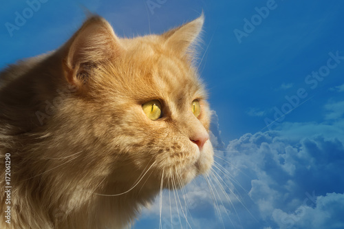 Maine Coon Katze vor blauem Himmel mit Wolken