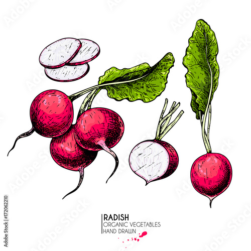 Vector hand drawn set of farm vegetables. Isolated whole, sliced and half radish. Engraved colored art. Organic sketched vegetarian objects.