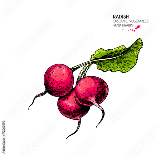 Vector hand drawn set of farm vegetables. Isolated radish bunch. Engraved colored art. Organic sketched vegetarian objects.