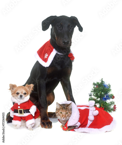Fototapeta Naklejka Na Ścianę i Meble -  cat, dog and christmas