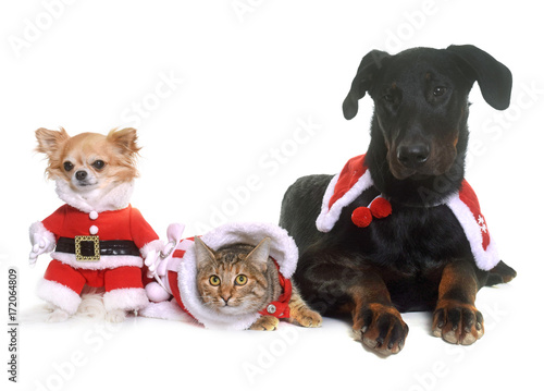 Fototapeta Naklejka Na Ścianę i Meble -  cat, dogs and christmas