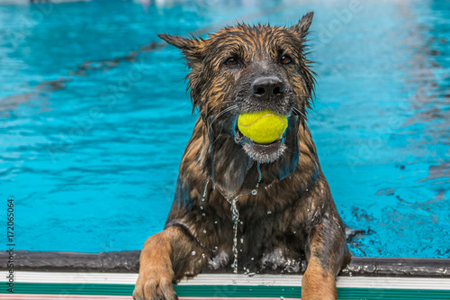 Hundebadetag im Familienbad am Plärrer, Augsburg photo