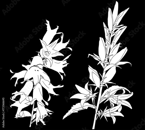 two bluebell flowers white silhouettes