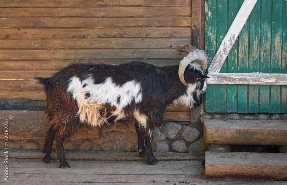 Ταπετσαρία Goat