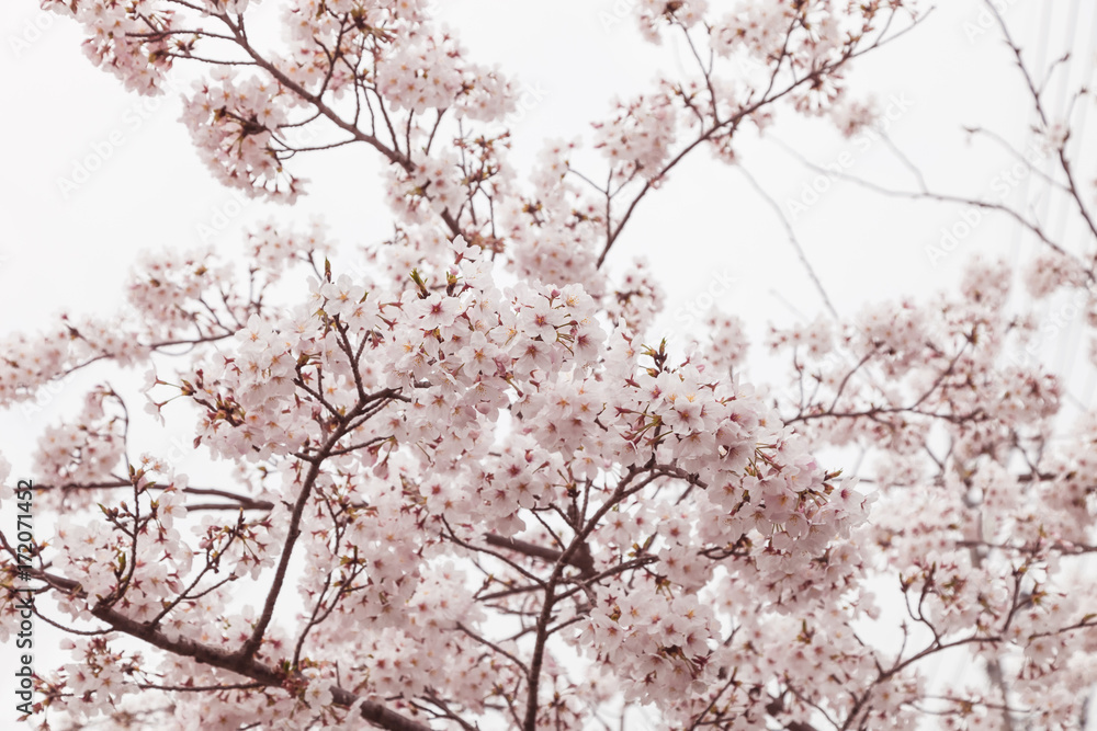 Pink blossom sakura flowers on a spring day in Japan., Pink blossom sakura flowers on a spring day in Japan.,
