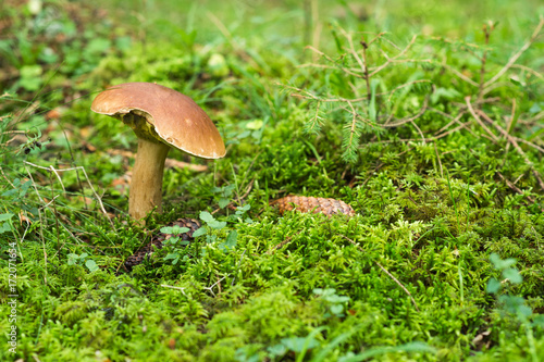Mushroom in Swedish autumn Forest