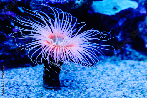 Sea anemones Fototapet