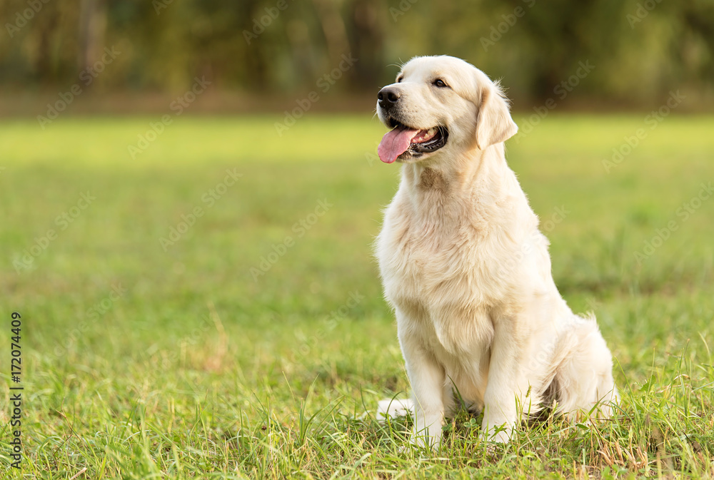 Beauty Golden retriever dog