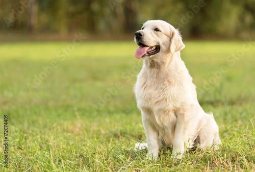 Beauty Golden retriever dog Fototapet