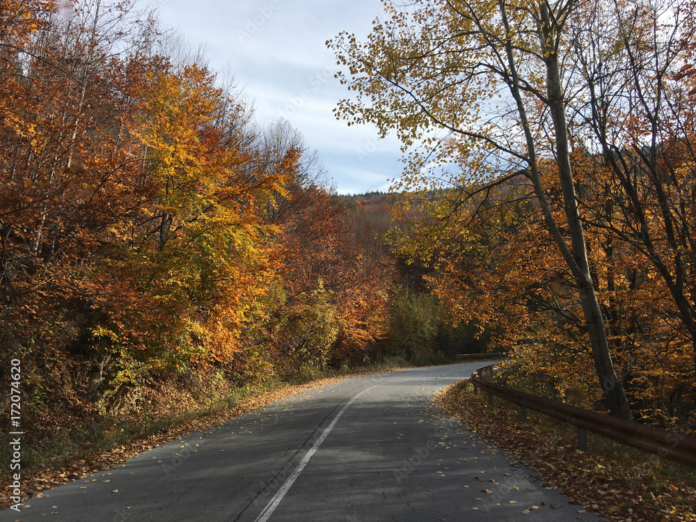 Fototapeta premium Driving through an autumn forest