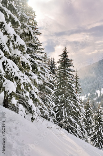 grands sapins sous la neige