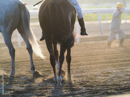 Fototapeta Naklejka Na Ścianę i Meble -  サラブレット