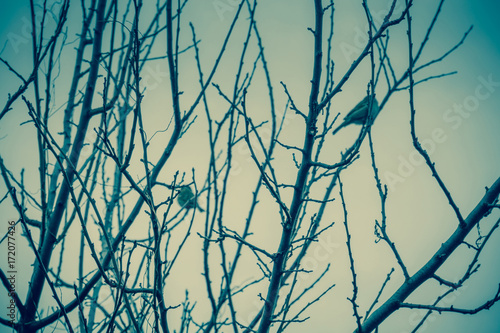 Sparrows on the Tree Retro