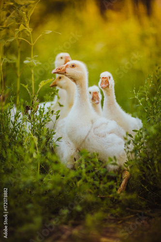 Five young goose together sit in the grass photo