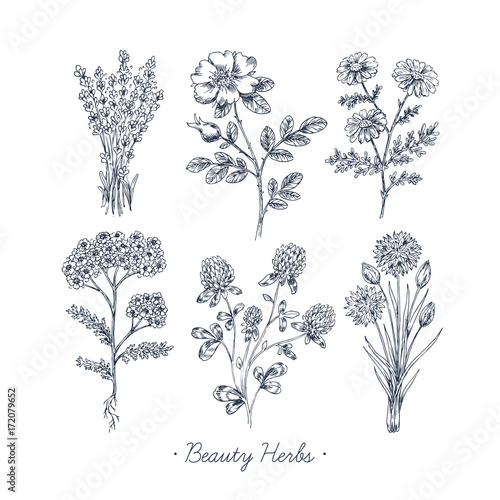 Hand Drawn Vintage Beauty Herbs