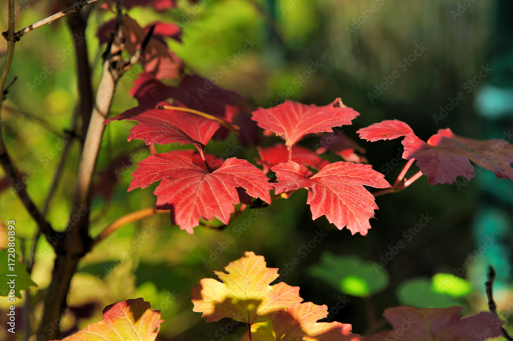 bright autumn red and green leaves