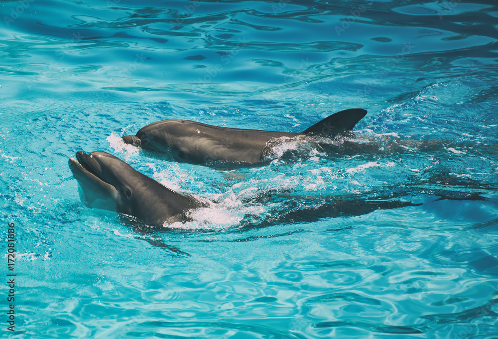 Naklejka premium Dolphins having fun. Place for text.