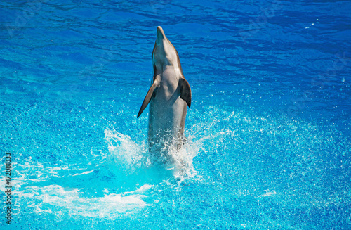 Dolphin having fun in clear blue sea. Place for text.