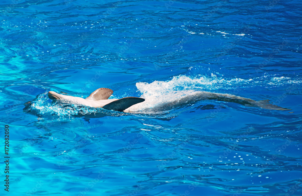 Obraz premium Dolphin beautifully floating on the back.