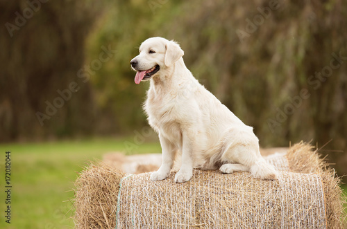 Fototapeta Naklejka Na Ścianę i Meble -  Beauty Golden retriever dog