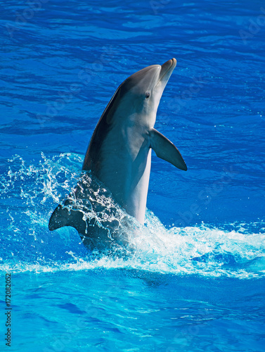 Dolphin having fun in clear blue sea. Place for text.