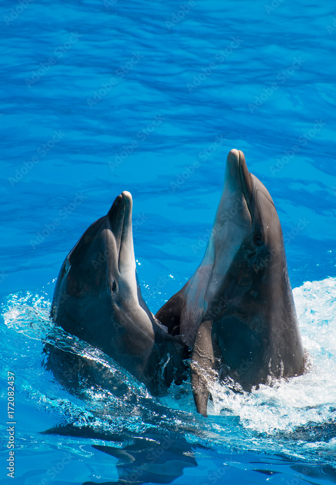 Fototapeta premium Two dolphins dancing in water. Place for text.