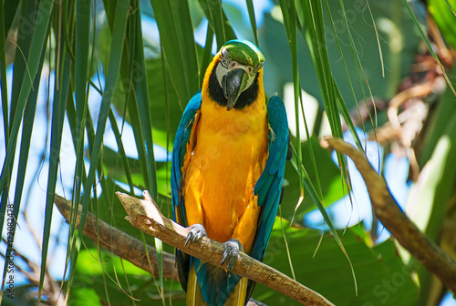 Portrait of colorful Ara parrot on the tree.