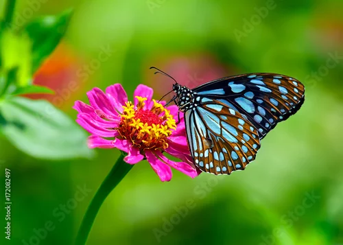 Fototapeta na wymiar Blue tiger butterfly on a pink zinnia flower with green background