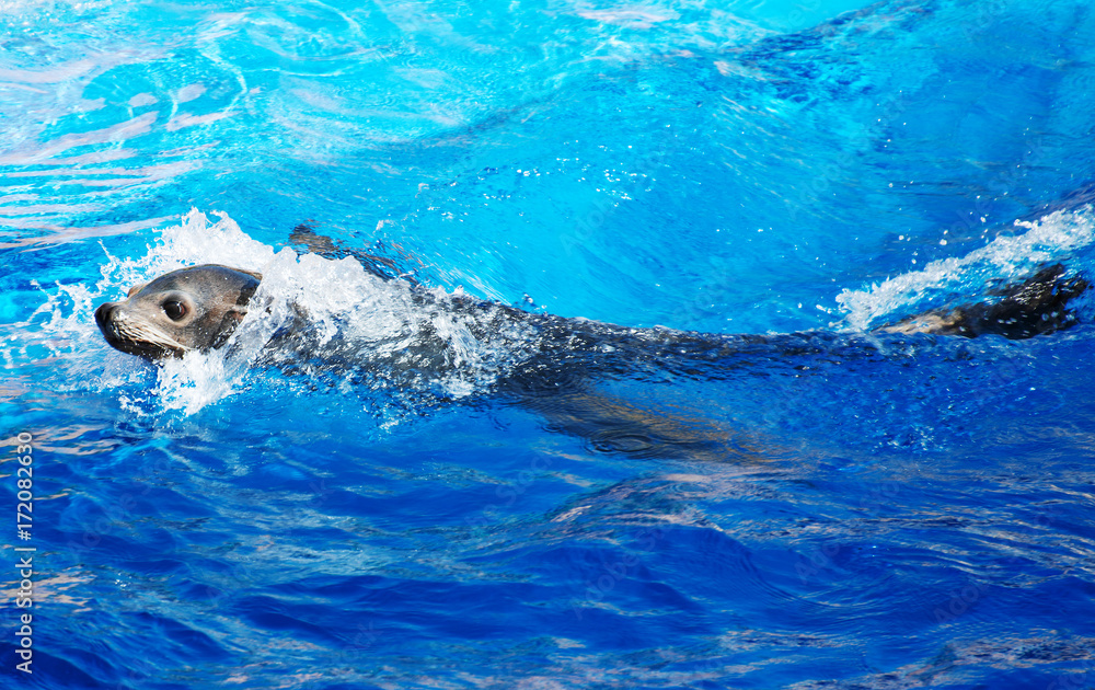 Obraz premium Fur Seal swimming in national park.