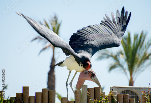 Angry Marabou stork on the fence.