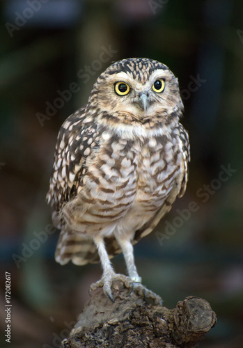 Portrait of Little owl. Athene noctua.