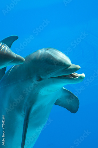 Close-up view of dolphin's head.