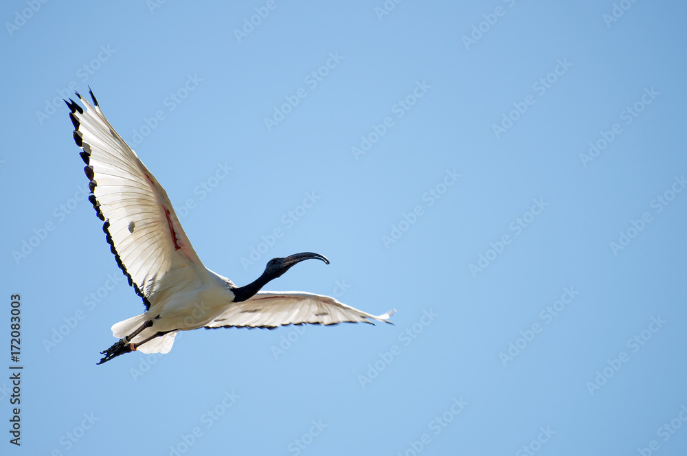 Australian white ibis flying. Threskiornis molucca. Australian white ibis flying. Threskiornis molucca.
