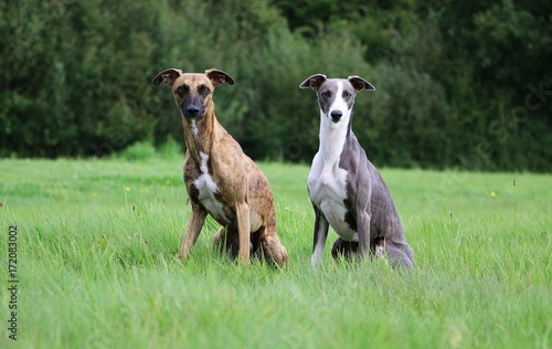 Slika na platnu whippet portrait im Park