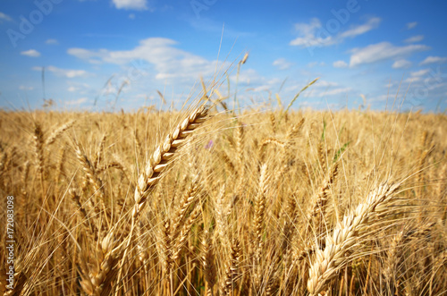 Wheat field against sun light