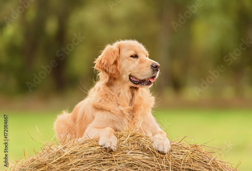 Beauty Golden Retriever dog on the hay bale